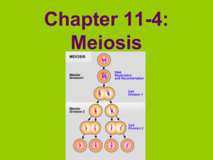 Chapter 11-4: Meiosis
