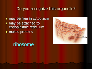 ribosome Do you recognize this organelle? may be free in cytoplasm