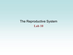 The Reproductive System Lab 10