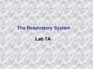 The Respiratory System Lab 7A