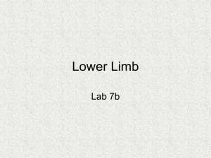 Lower Limb Lab 7b