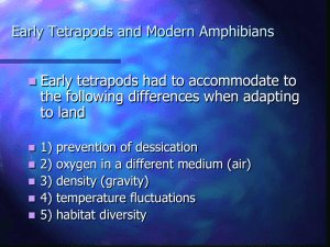 Early Tetrapods and Modern Amphibians Early tetrapods had to accommodate to