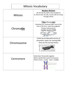 Mitosis Vocabulary Mitosis Nuclear Division