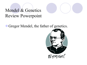 Mendel &amp; Genetics Review Powerpoint  Gregor Mendel, the father of genetics.