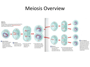 Meiosis Overview
