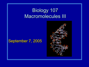 Biology 107 Macromolecules III September 7, 2005
