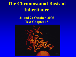 The Chromosomal Basis of Inheritance 21 and 24 October, 2005 Text Chapter 15