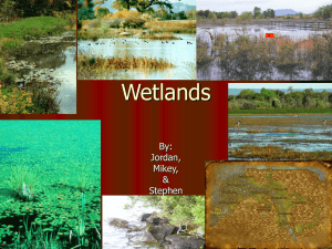 Wetlands By: Jordan, Mikey,