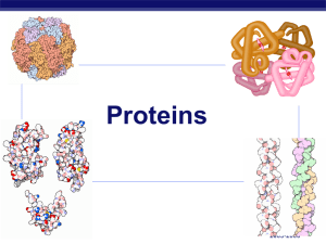 Proteins AP Biology 2005-2006