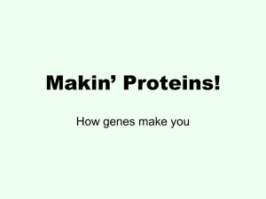 Makin’ Proteins! How genes make you