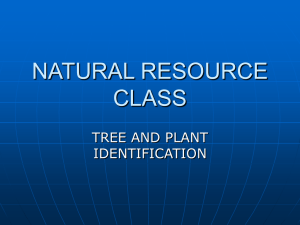 NATURAL RESOURCE CLASS TREE AND PLANT IDENTIFICATION