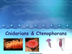 Cnidarians &amp; Ctenophorans 1 copyright cmassengale