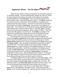 Segmented Worms – The Earthworm