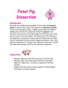 Fetal Pig Dissection Background :