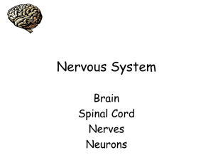 Nervous System Brain Spinal Cord Nerves