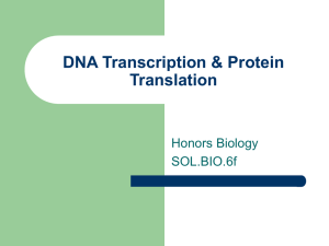 DNA Transcription &amp; Protein Translation Honors Biology SOL.BIO.6f