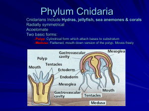 Phylum Cnidaria Hydras, jellyfish, sea anemones &amp; corals Radially symmetrical Acoelomate