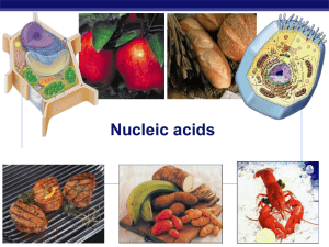 Nucleic acids AP Biology 2006-2007