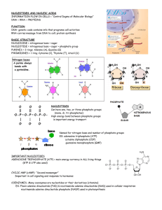NUCLEOTIDES AND NUCLEIC ACIDS FUNCTION