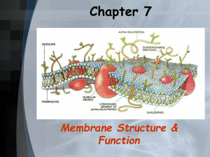Chapter 7 Membrane Structure &amp; Function