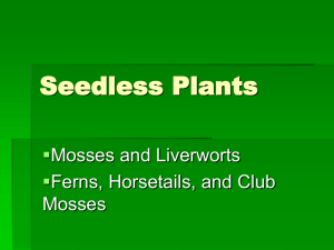 Seedless Plants  Mosses and Liverworts Ferns, Horsetails, and Club