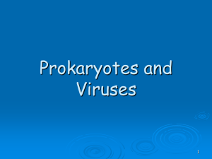 Prokaryotes and Viruses 1