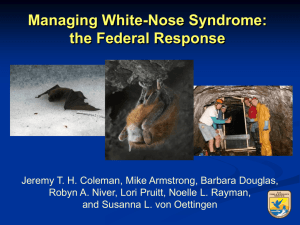 Managing White-Nose Syndrome: the Federal Response