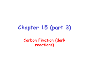 Chapter 15 (part 3) Carbon Fixation (dark reactions)