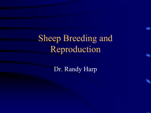 Sheep Breeding and Reproduction Dr. Randy Harp