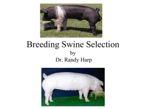 Breeding Swine Selection by Dr. Randy Harp
