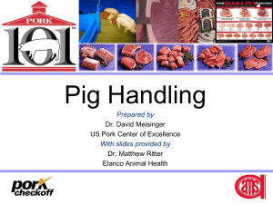 Pig Handling Prepared by With slides provided by Dr. David Meisinger