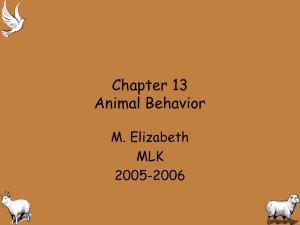 Chapter 13 Animal Behavior M. Elizabeth MLK