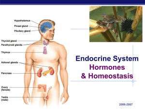 Endocrine System Hormones &amp; Homeostasis AP Biology