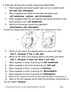 cell wall and chloroplast