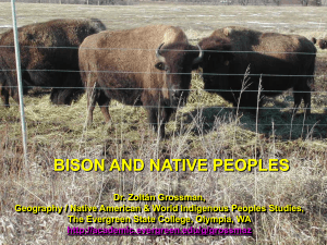 BISON AND NATIVE PEOPLES