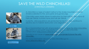 SAVE THE WILD CHINCHILLAS!