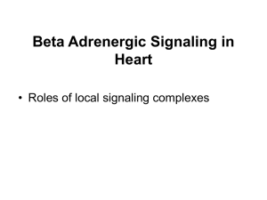 Beta Adrenergic Signaling in Heart • Roles of local signaling complexes