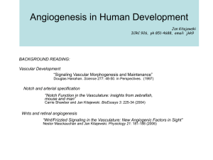 Angiogenesis in Human Development