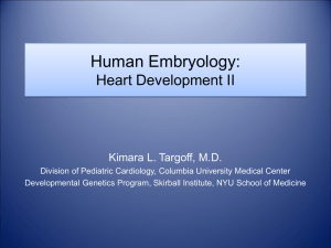 Human Embryology: Heart Development II Kimara L. Targoff, M.D.