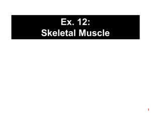 Ex. 12: Skeletal Muscle 1