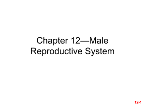 —Male Chapter 12 Reproductive System 12-1
