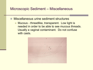 – Miscellaneous Microscopic Sediment Miscellaneous urine sediment structures