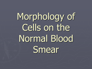 Morphology of Cells on the Normal Blood Smear