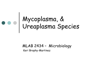 Mycoplasma, &amp; Ureaplasma Species MLAB 2434 – Microbiology Keri Brophy-Martinez