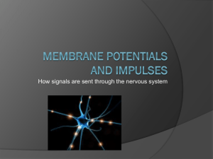 How signals are sent through the nervous system