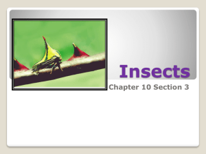Insects Chapter 10 Section 3