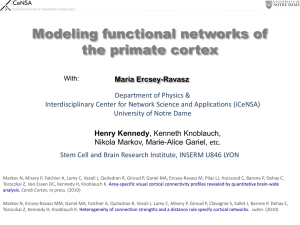 Modeling functional networks of the primate cortex