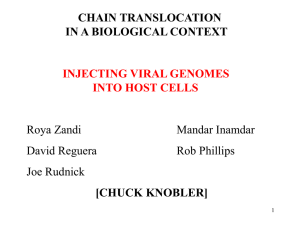 CHAIN TRANSLOCATION IN A BIOLOGICAL CONTEXT [CHUCK KNOBLER] INJECTING VIRAL GENOMES
