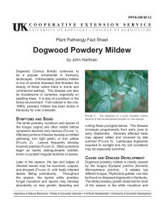 Dogwood Powdery Mildew - UK College of Agriculture