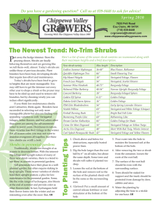 No-Trim Shrubs - Chippewa Valley Growers